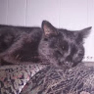 Meet your Posher, Sophie